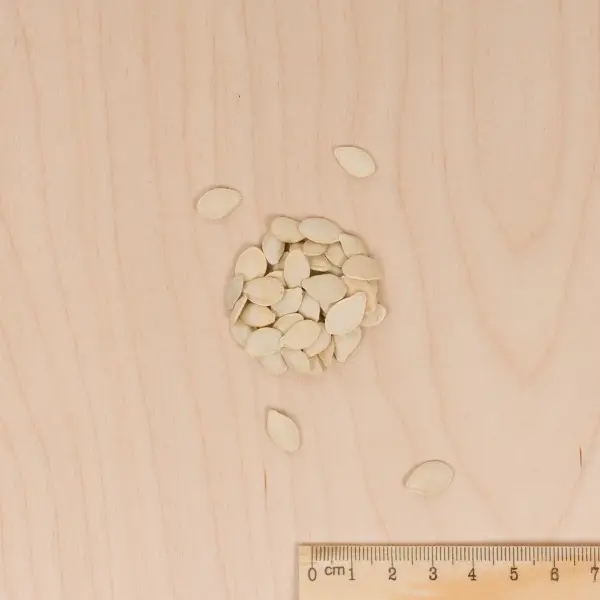 Fleurs - Coloquinte Variée - MEDIA_3D